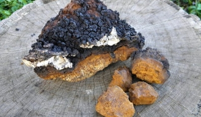 chaga köröm gomba gombás a körmökön zölden
