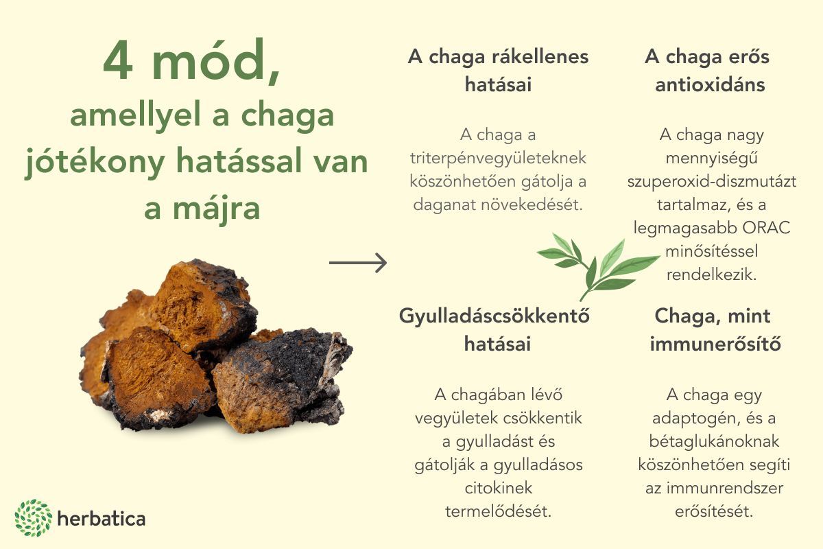 Chaga egészségügyi hatások - tippek